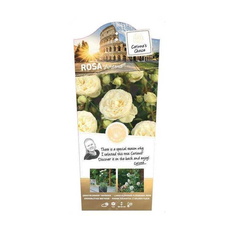 Rožė - Rosa ARTEMIS ®