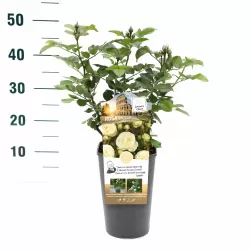 Rožė - Rosa ARTEMIS ®