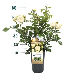 Rožė - Rosa ARTEMIS ®