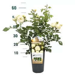 Rožė - Rosa ARTEMIS ®