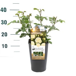 Rožė - Rosa ARTEMIS ®