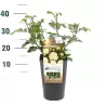 Rožė - Rosa ARTEMIS ®