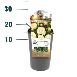 Rožė - Rosa ARTEMIS ®