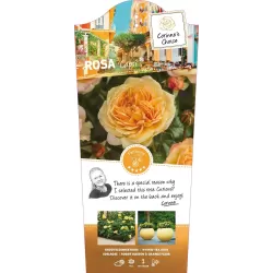ROŽĖ - ROSA CAPRI ®