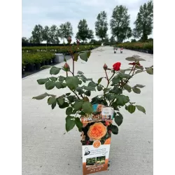 ROŽĖ - ROSA CAPRI ®