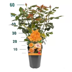 ROŽĖ - ROSA CAPRI ®