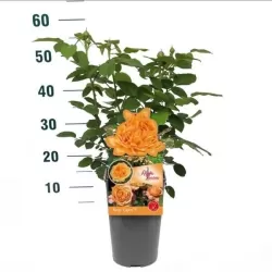 ROŽĖ - ROSA CAPRI ®