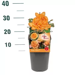 ROŽĖ - ROSA CAPRI ®