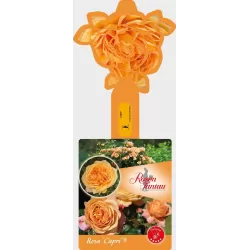 ROŽĖ - ROSA CAPRI ®