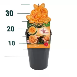 ROŽĖ - ROSA CAPRI ®