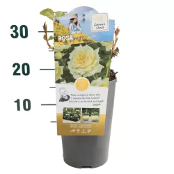 Rožių krūmai internetu su pristatymu į namus