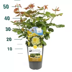 Rožių krūmai internetu su pristatymu į namus