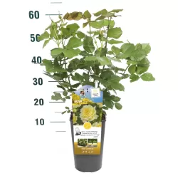 Rožių krūmai internetu su pristatymu į namus