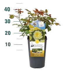 Rožių krūmai internetu su pristatymu į namus