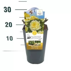 Rožių krūmai internetu su pristatymu į namus