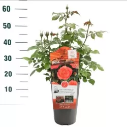 Rožė - Rosa CORAL LIONS ROSE ®