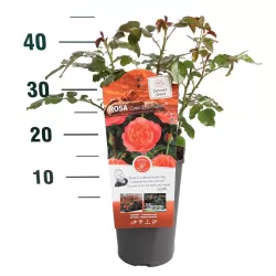Rožė - Rosa CORAL LIONS ROSE ®