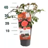 Rožė - Rosa CORAL LIONS ROSE ®