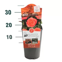 Rožė - Rosa CORAL LIONS ROSE ®