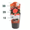 Rožė - Rosa CORAL LIONS ROSE ®