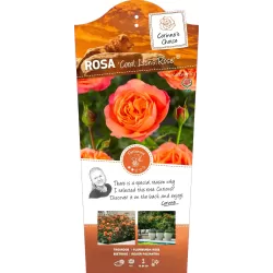 Rožė - Rosa CORAL LIONS ROSE ®
