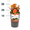 Rosa CORAL LIONS ROSE ®