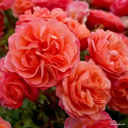 Rožė - Rosa CORAL LIONS ROSE ®