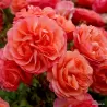 Rožė - Rosa CORAL LIONS ROSE ®