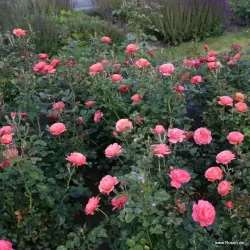 Rožė - Rosa CORAL LIONS ROSE ®