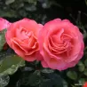 Rosa CORAL LIONS ROSE ®