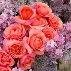Rožė - Rosa CORAL LIONS ROSE ®
