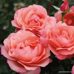 Rožė - Rosa CORAL LIONS ROSE ®