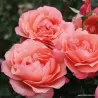 Rosa CORAL LIONS ROSE ®