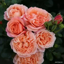 Rožė - Rosa CORAL LIONS ROSE ®