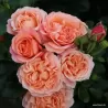 Rožė - Rosa CORAL LIONS ROSE ®