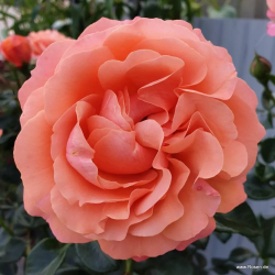Rožė - Rosa CORAL LIONS ROSE ®