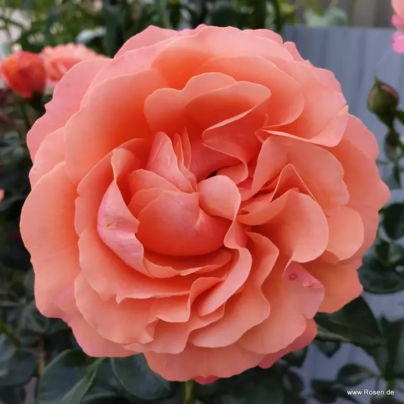Rožė - Rosa CORAL LIONS ROSE ®