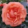 Rosa CORAL LIONS ROSE ®