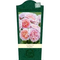Rožė - Rosa EUSTACIA VYE
