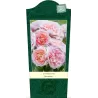 Rožė - Rosa EUSTACIA VYE