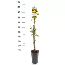 Rosa LICHTKONIGIN LUCIA