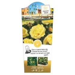 Rožė - Rosa LICHTKONIGIN LUCIA ®