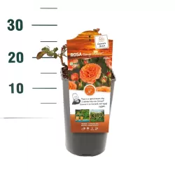 Rožė - Rosa ORANGE MEILOVE