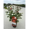 Rosa ORANGE MEILOVE