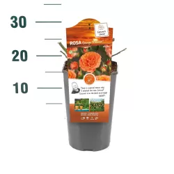 Rožė - Rosa ORANGE MEILOVE