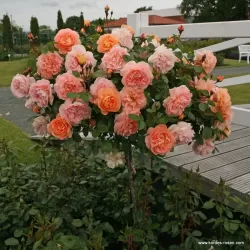 Rožė - Rosa SCHOENE VOM SEE