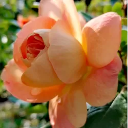 Rožė - Rosa SCHOENE VOM SEE