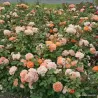 Rožė - Rosa SCHOENE VOM SEE
