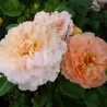 Rožė - Rosa SCHOENE VOM SEE