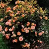 Rožė - Rosa SCHOENE VOM SEE